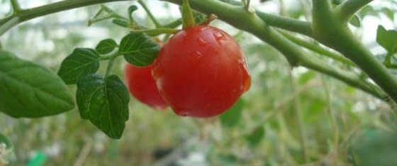 وكالات الفضاء تتنافس على زراعة البندورة والجرجير على القمر والمريخ صورة رقم 2