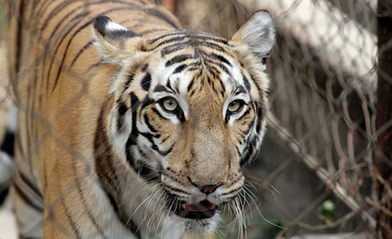 حدث في متنزه للطبيعة.. نمر هائج يهاجم حارسته ويرديها قتيلة صورة رقم 3