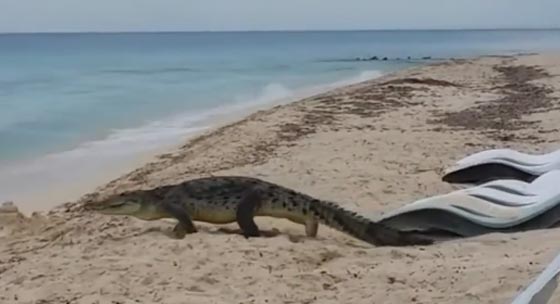 شاهد كيف تجول التمساح بين المصطافين متجاهلا وجودهم صورة رقم 2