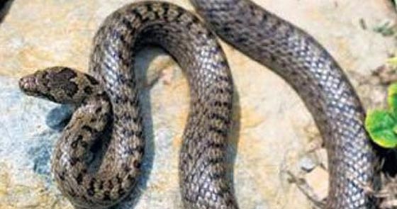 مصر: مقتل شاب على يد ثعبان خلال التقاطه الصور معه صورة رقم 2