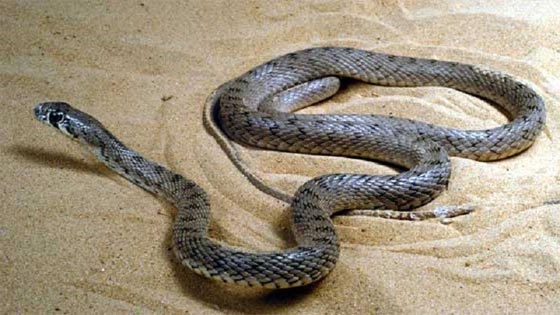 مصر: مقتل شاب على يد ثعبان خلال التقاطه الصور معه صورة رقم 1