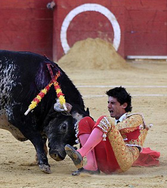 اول مرة في هذا القرن.. ثور يصرع مصارعه الاسباني صورة رقم 2 اول مرة في هذا القرن.. ثور يصرع مصارعه الاسباني صورة رقم 2