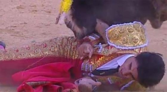 اول مرة في هذا القرن.. ثور يصرع مصارعه الاسباني صورة رقم 5 اول مرة في هذا القرن.. ثور يصرع مصارعه الاسباني صورة رقم 5