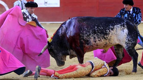 اول مرة في هذا القرن.. ثور يصرع مصارعه الاسباني صورة رقم 4 اول مرة في هذا القرن.. ثور يصرع مصارعه الاسباني صورة رقم 4