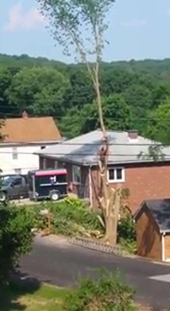  سقوط مؤلم لرجل تسلق شجرة لكي يقطعها.. شاهد الفيديو صورة رقم 1