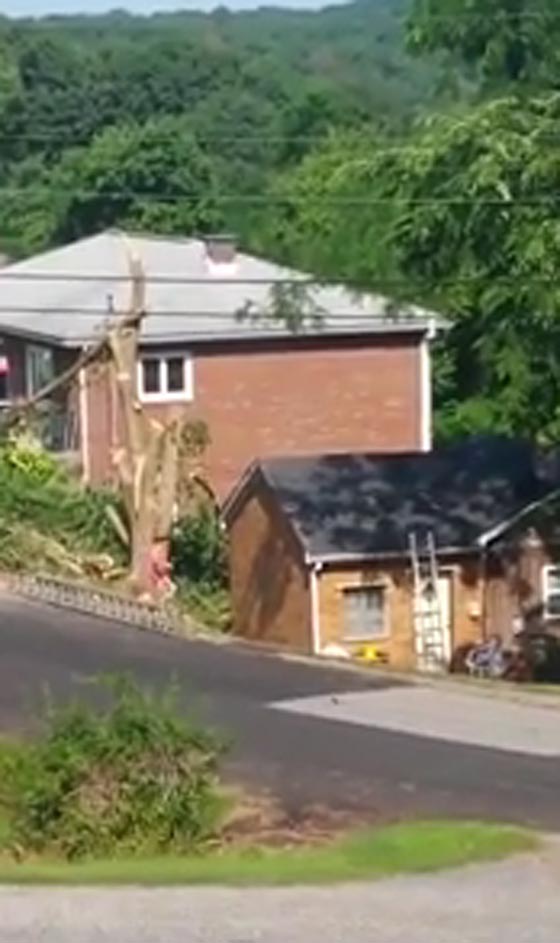  سقوط مؤلم لرجل تسلق شجرة لكي يقطعها.. شاهد الفيديو صورة رقم 2