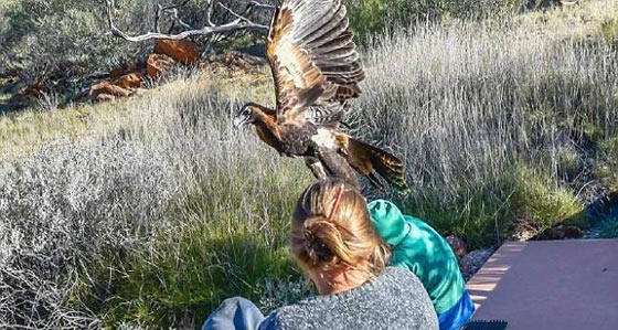 نسر يحاول اختطاف طفل في متنزه استرالي.. شاهده بالصور صورة رقم 1