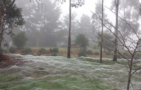 بوكيمون يقود فتاة الى موقع مثير للذعر تغطيه خيوط العنكبوت.. صور صورة رقم 2