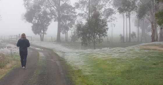 بوكيمون يقود فتاة الى موقع مثير للذعر تغطيه خيوط العنكبوت.. صور صورة رقم 5