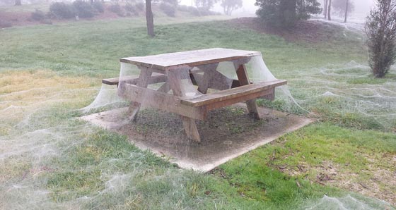 بوكيمون يقود فتاة الى موقع مثير للذعر تغطيه خيوط العنكبوت.. صور صورة رقم 6