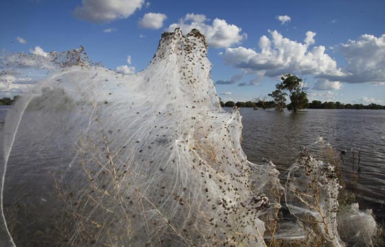 بوكيمون يقود فتاة الى موقع مثير للذعر تغطيه خيوط العنكبوت.. صور صورة رقم 7