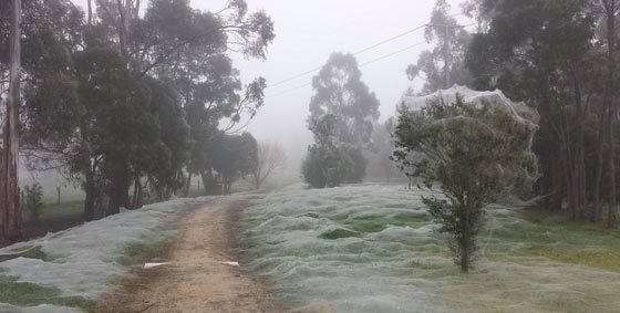 بوكيمون يقود فتاة الى موقع مثير للذعر تغطيه خيوط العنكبوت.. صور صورة رقم 8