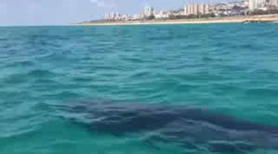 حوت الزعنفة العملاق يظهر مرتين على السواحل الاسرائيلية والمصرية صورة رقم 2