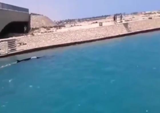 حوت الزعنفة العملاق يظهر مرتين على السواحل الاسرائيلية والمصرية صورة رقم 1