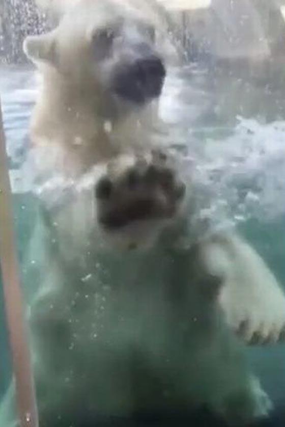 فيديو مثير.. دب قطبي يفغر فاه محاولا افتراس طفل في حديقة حيوان صورة رقم 2