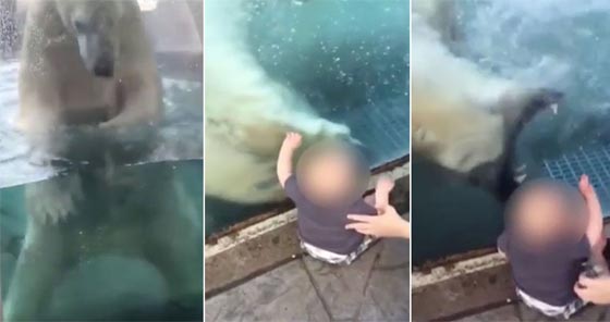 فيديو مثير.. دب قطبي يفغر فاه محاولا افتراس طفل في حديقة حيوان صورة رقم 1