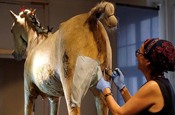  حصان نابليون العربي الاصيل الذي خاض فيه آخر حروبه في حال الخطر صورة رقم 2