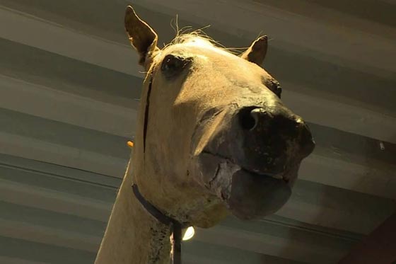  حصان نابليون العربي الاصيل الذي خاض فيه آخر حروبه في حال الخطر صورة رقم 5