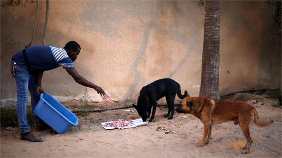 رغم الحالة المأساوية.. طبيب يكرس جهوده من اجل كلاب غزة صورة رقم 2 رغم الحالة المأساوية.. طبيب يكرس جهوده من اجل كلاب غزة صورة رقم 2