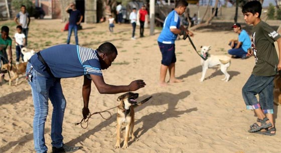رغم الحالة المأساوية.. طبيب يكرس جهوده من اجل كلاب غزة صورة رقم 4 رغم الحالة المأساوية.. طبيب يكرس جهوده من اجل كلاب غزة صورة رقم 4