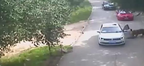 فيديو مروع.. نزلت من سيارة زوجها فتلقفها نمر شرس ونهشها حتى الموت صورة رقم 1