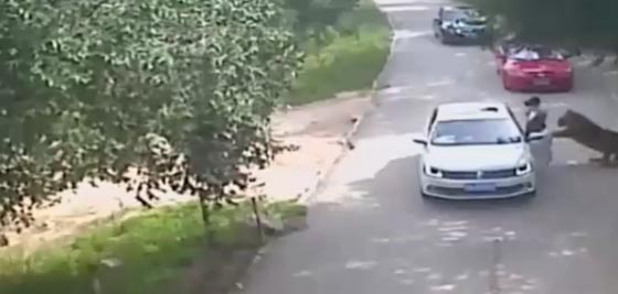 فيديو مروع.. نزلت من سيارة زوجها فتلقفها نمر شرس ونهشها حتى الموت صورة رقم 3