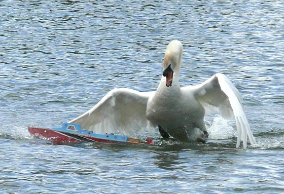 دورية خاصة لجمع بجعات الملكة البريطانية صورة رقم 4