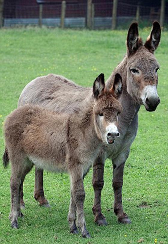 عاشق الحمير يستخدم التكنولوجيا لترجمة النهيق صورة رقم 2