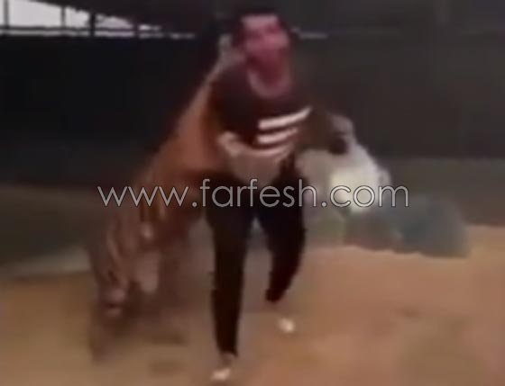 الثراء يدفعهم لشراء النمور لكنها مداعبتها قد ينتهي بكارثة.. فيديو صورة رقم 1