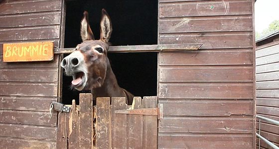 عاشق الحمير يستخدم التكنولوجيا لترجمة النهيق صورة رقم 1