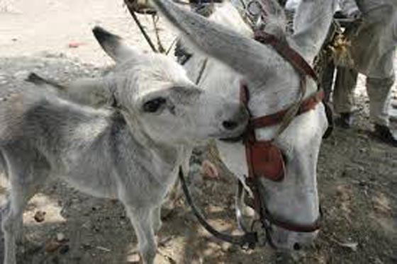 عاشق الحمير يستخدم التكنولوجيا لترجمة النهيق صورة رقم 3