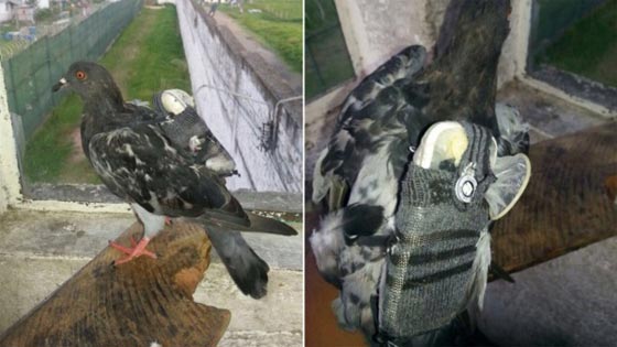 القبض على حمامة بتهمة التهريب صورة رقم 1 القبض على حمامة بتهمة التهريب صورة رقم 1