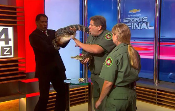 فيديو مثير..تمساح يهدّد حياة مقدم برامج على الهواء مباشرة  صورة رقم 1