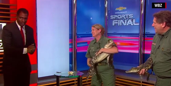 فيديو مثير..تمساح يهدّد حياة مقدم برامج على الهواء مباشرة  صورة رقم 2