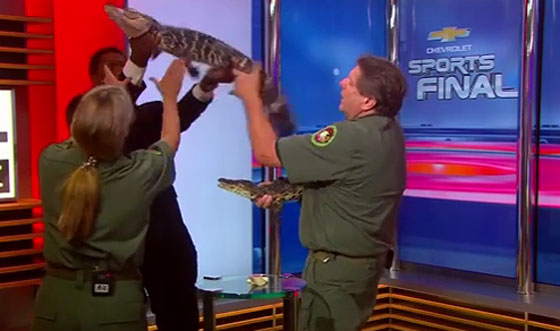 فيديو مثير..تمساح يهدّد حياة مقدم برامج على الهواء مباشرة  صورة رقم 6