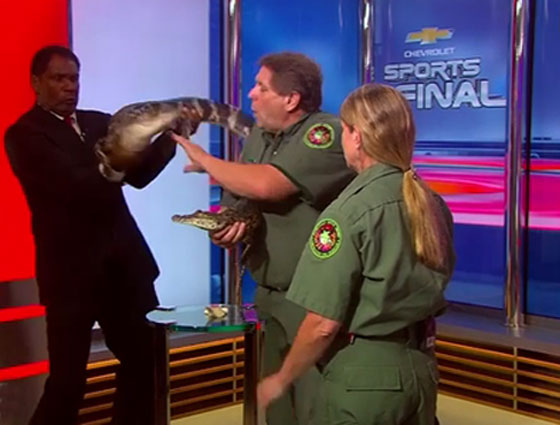 فيديو مثير..تمساح يهدّد حياة مقدم برامج على الهواء مباشرة  صورة رقم 7