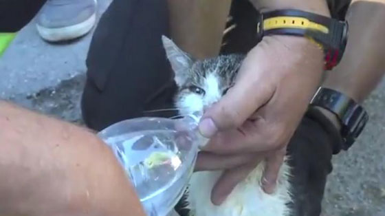 ايطاليا:شاهد..إنقاذ كلب عثر عليه تحت أنقاض بناية نتيجة الزلزال صورة رقم 7