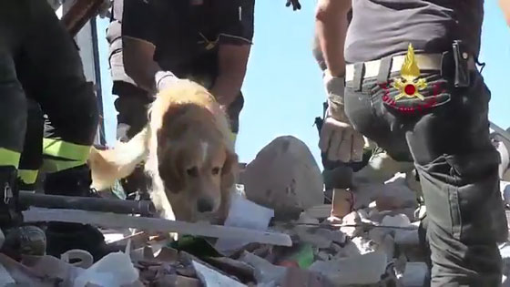 ايطاليا:شاهد..إنقاذ كلب عثر عليه تحت أنقاض بناية نتيجة الزلزال صورة رقم 3
