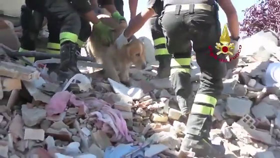 ايطاليا:شاهد..إنقاذ كلب عثر عليه تحت أنقاض بناية نتيجة الزلزال صورة رقم 4