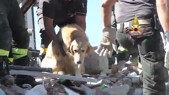 ايطاليا:شاهد..إنقاذ كلب عثر عليه تحت أنقاض بناية نتيجة الزلزال صورة رقم 1
