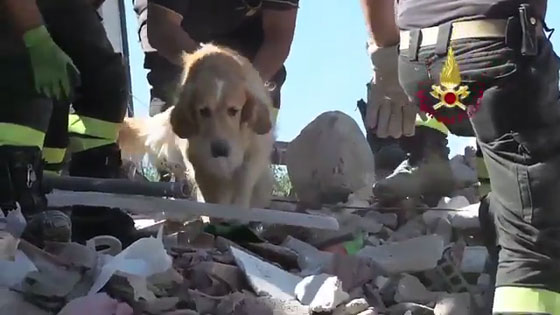 ايطاليا:شاهد..إنقاذ كلب عثر عليه تحت أنقاض بناية نتيجة الزلزال صورة رقم 6