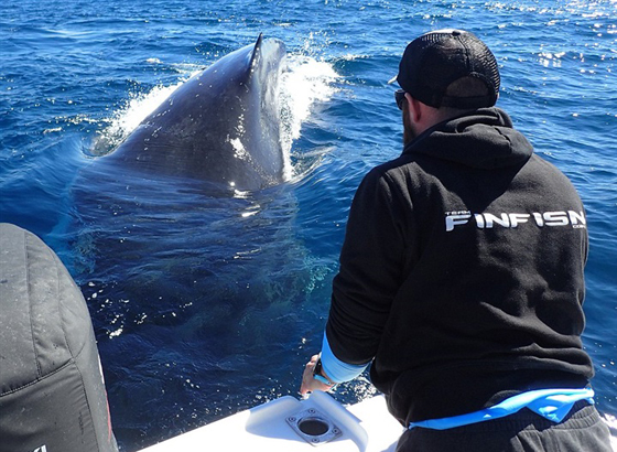 بالفيديو والصور.. صيادون يرصدون أربعة حيتان ضخمة تتبع قاربهم  صورة رقم 1