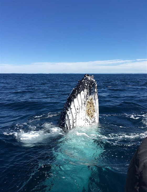 بالفيديو والصور.. صيادون يرصدون أربعة حيتان ضخمة تتبع قاربهم  صورة رقم 2