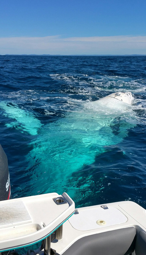 بالفيديو والصور.. صيادون يرصدون أربعة حيتان ضخمة تتبع قاربهم  صورة رقم 3