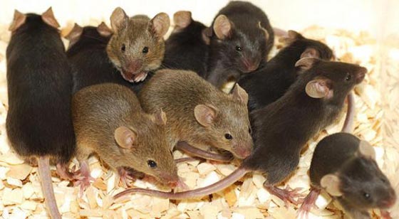  بسبب التشابه.. تاجر مصري يبيع فئرانا على انها ارانب فرنسية! صورة رقم 2