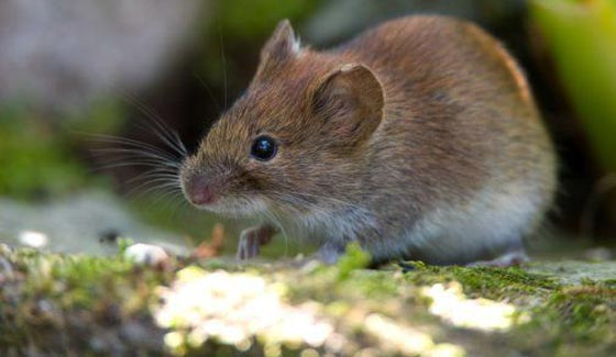  بسبب التشابه.. تاجر مصري يبيع فئرانا على انها ارانب فرنسية! صورة رقم 3