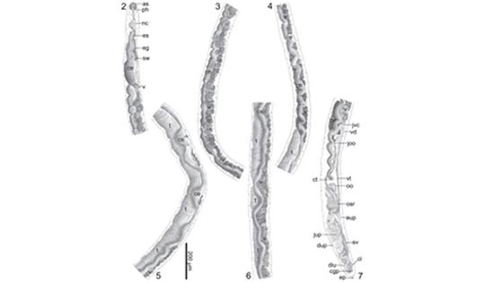 عالم يكتشف دودة جديدة اطلق عليها اسم باراك اوباما صورة رقم 2 عالم يكتشف دودة جديدة اطلق عليها اسم باراك اوباما صورة رقم 2
