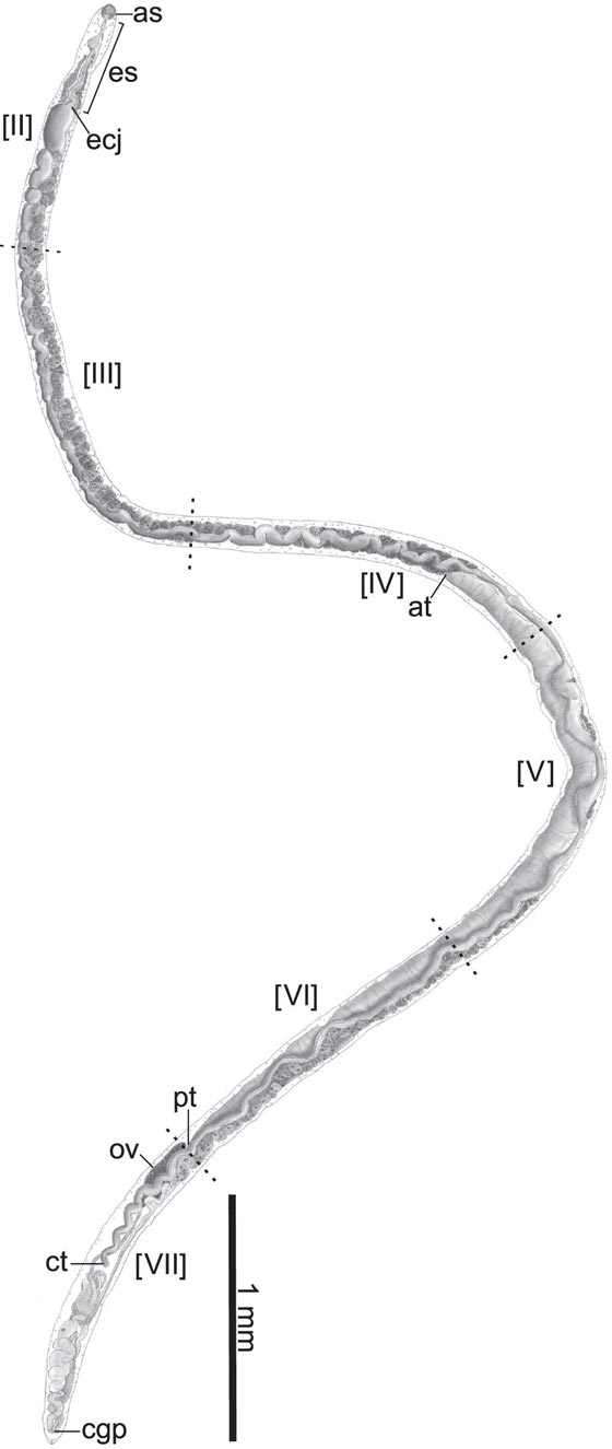 عالم يكتشف دودة جديدة اطلق عليها اسم باراك اوباما صورة رقم 3 عالم يكتشف دودة جديدة اطلق عليها اسم باراك اوباما صورة رقم 3