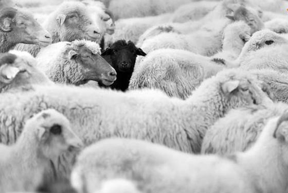 داداش الاضحية الاكبر والاغلى ثمنا في اسطنبول ويزن 1.5 طن صورة رقم 2