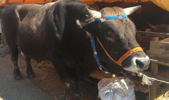 داداش الاضحية الاكبر والاغلى ثمنا في اسطنبول ويزن 1.5 طن صورة رقم 1